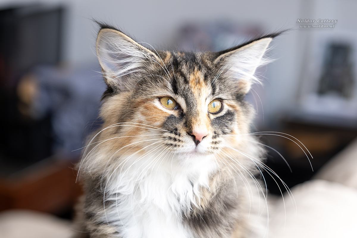 Our Cats