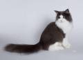 father: SC ShaggytailÂ´s Orlando DVM (NFO a 09)